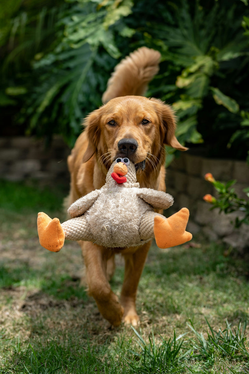 Golden retriever avec sa peluche — box pour chien