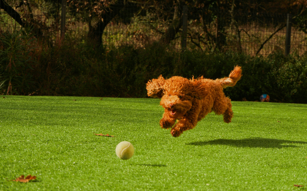 Goldendoodle roux bondissant vers une balle sur la pelouse