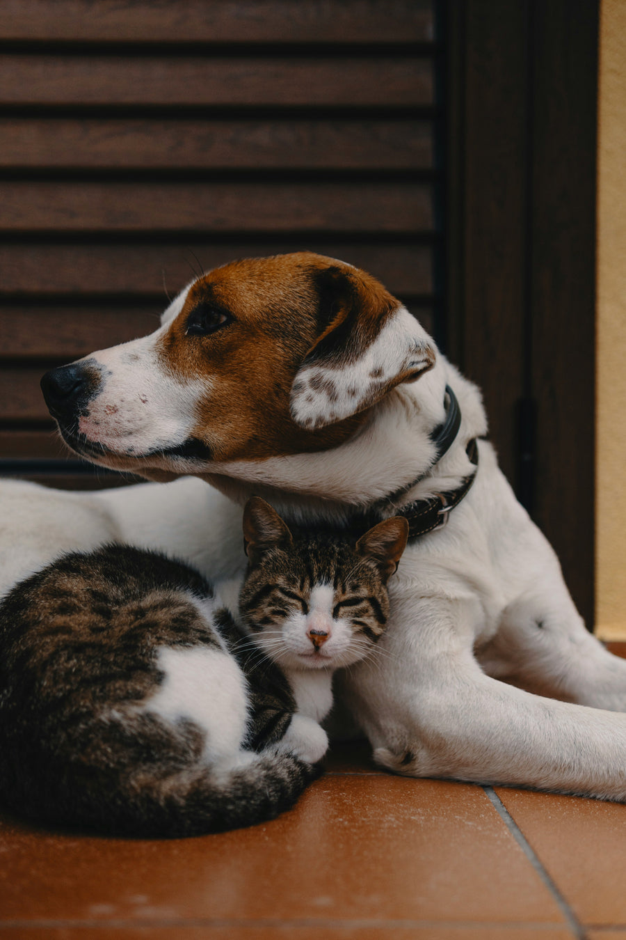 Chien couché avec un chat tigré blotti contre lui