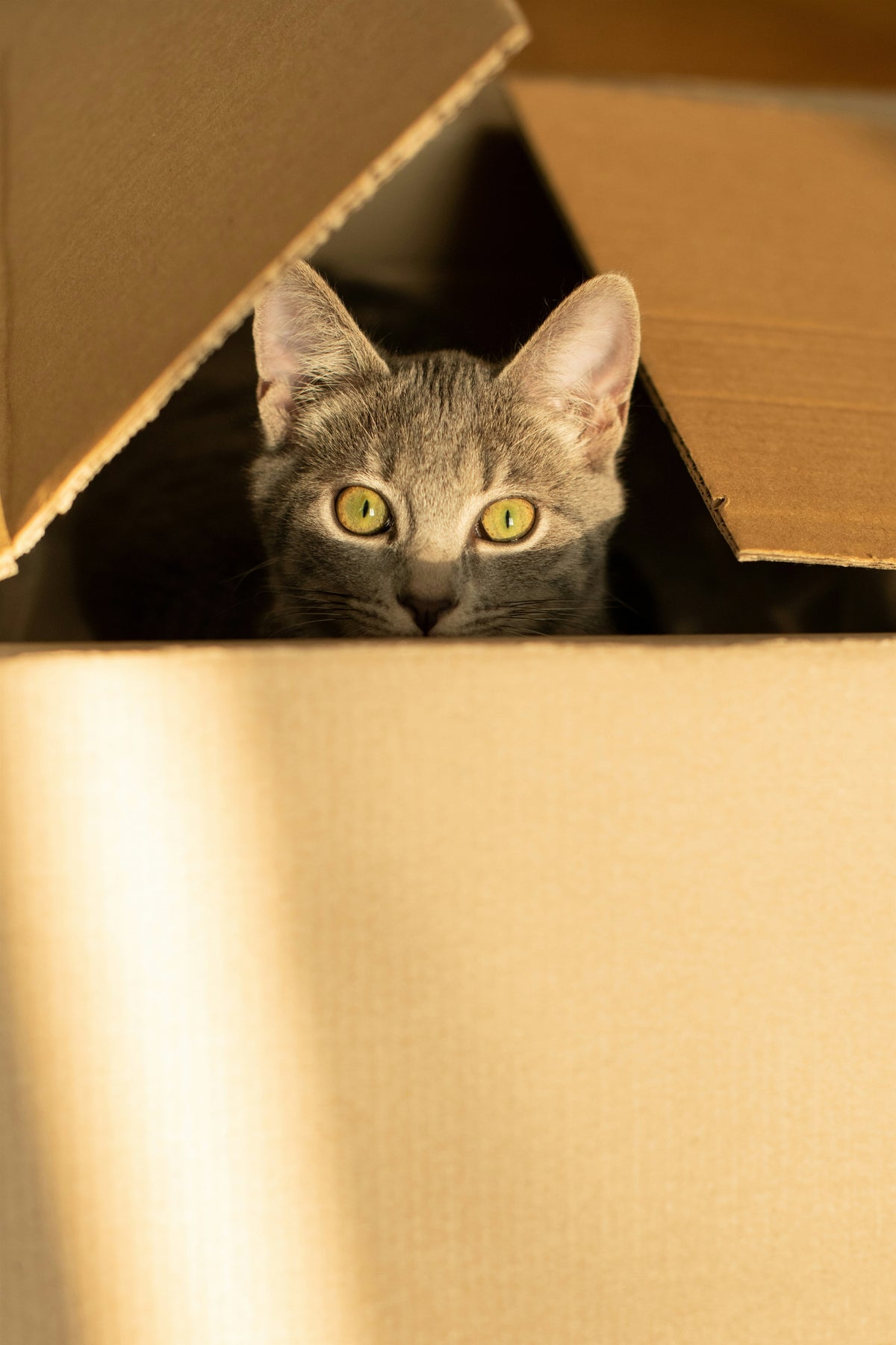 Chaton gris tigré aux yeux verts émergeant d'un carton, lumière dorée
