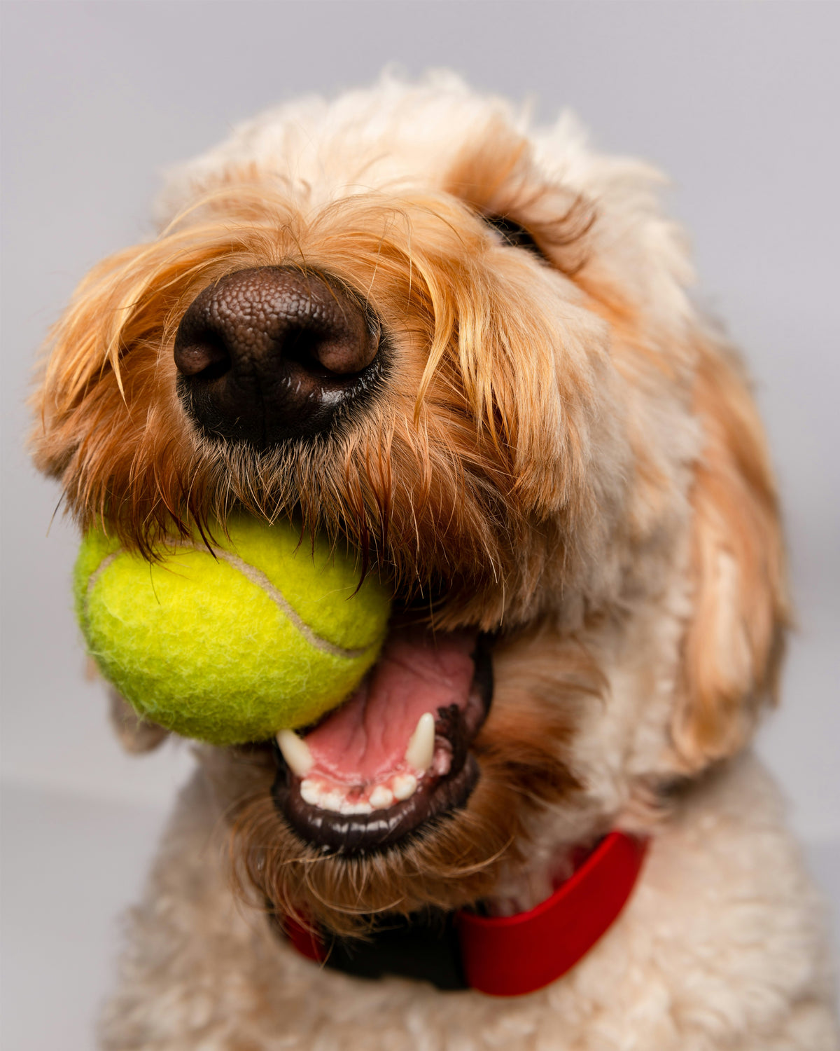 Goldendoodle tenant une balle de tennis dans la gueule, portrait studio