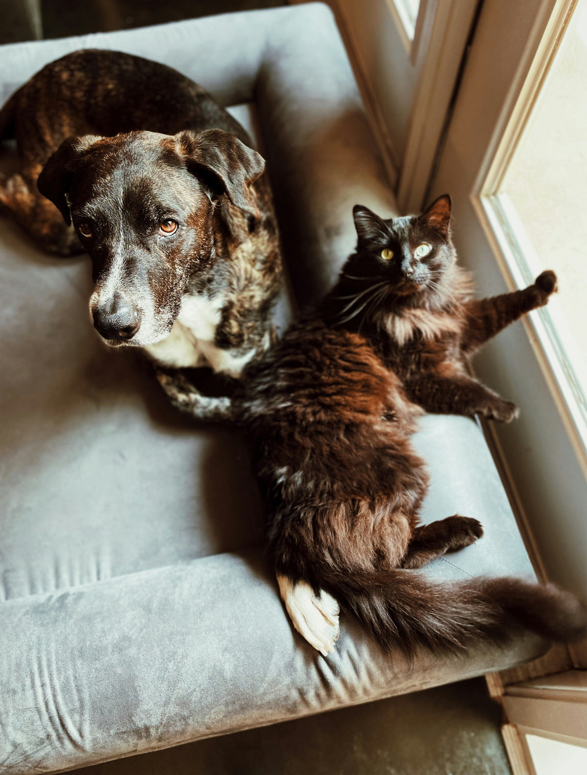 Chien bringé et chat noir à poil long couchés ensemble sur un canapé