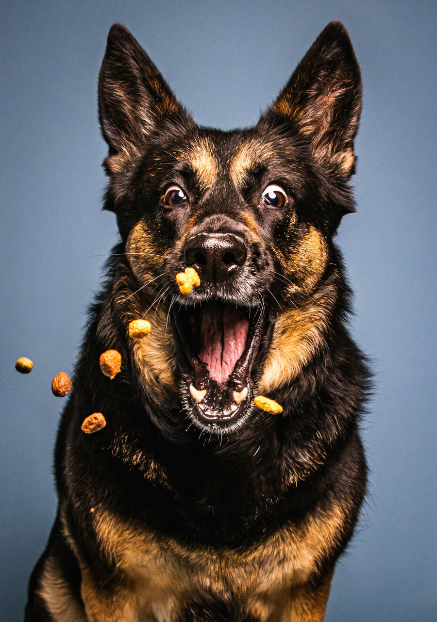 Berger allemand gobant des croquettes au vol, portrait studio
