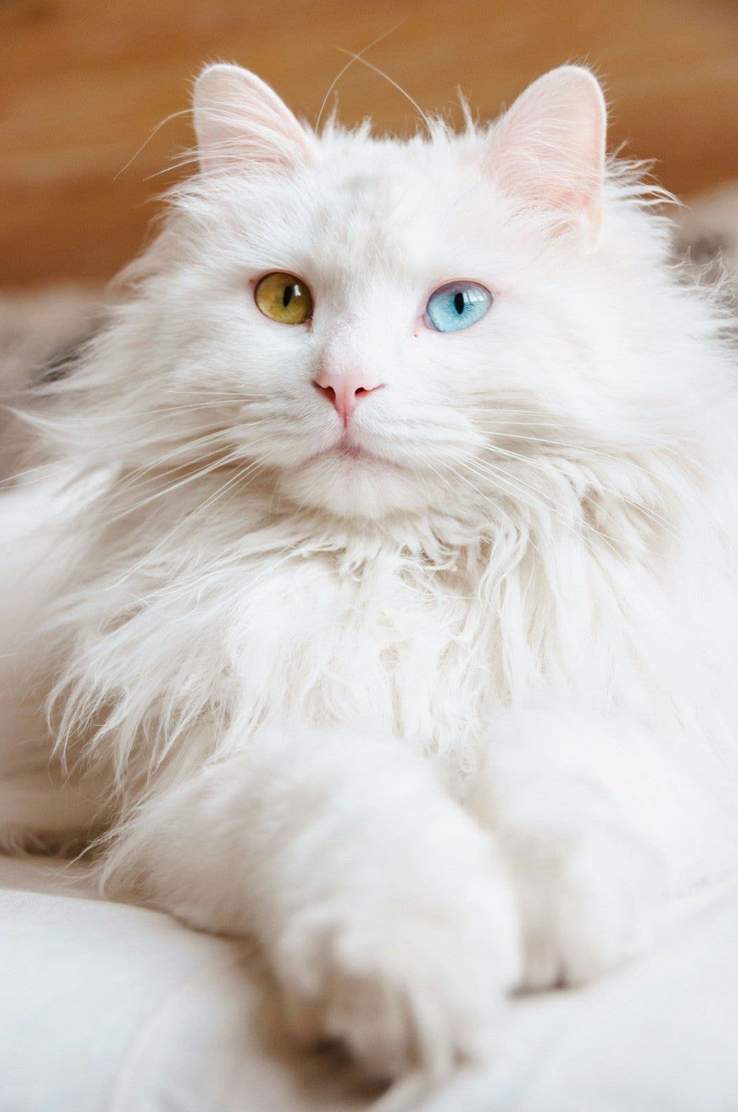 Chat blanc angora aux yeux vairons